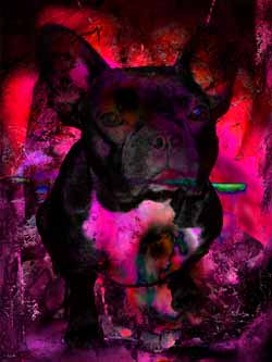 2020-11-30 Bulldogge 01 60x80cm Tinte auf Hahnemühlepapier